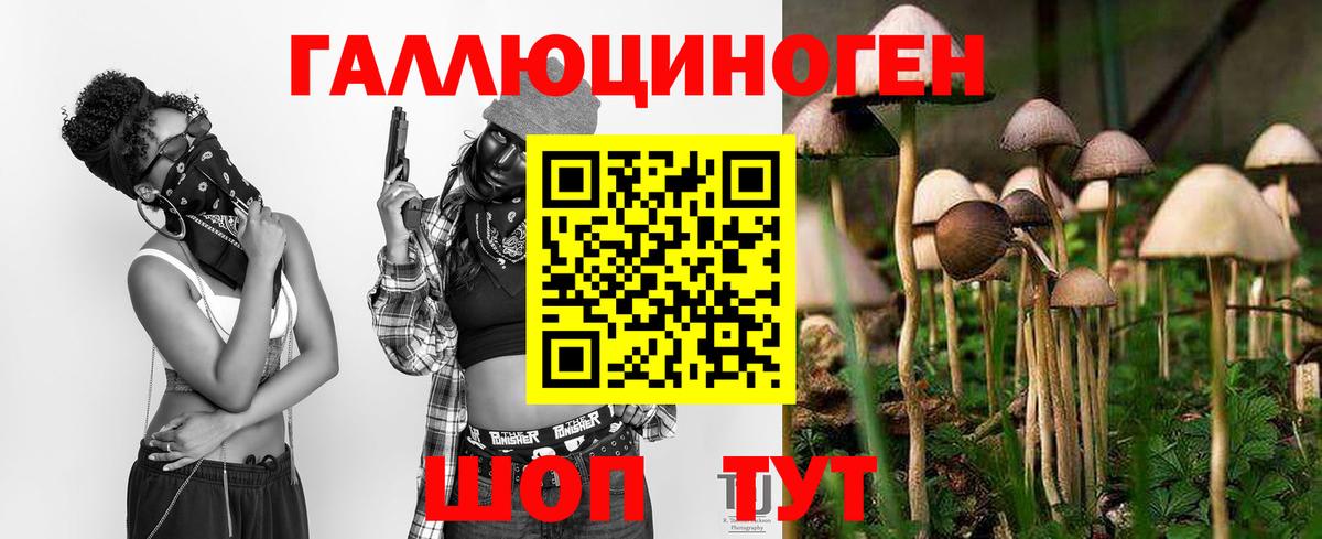 Галлюциногенные грибы Psilocybine cubensis Реутов